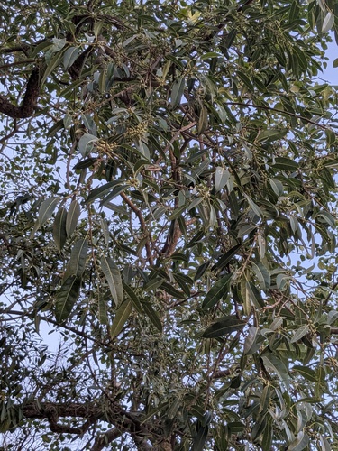 Wonderboom Fig (Ficus salicifolia)
