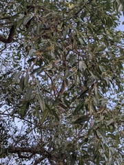 Ficus salicifolia, photograph (c) Julien Renoult, some rights reserved (CC BY)