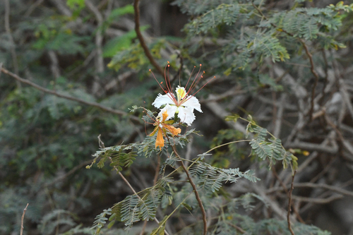 Creamy Peacock Flower (Delonix elata)