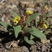 Miniature Monkeyflower - Photo (c) Jim Morefield, some rights reserved (CC BY)