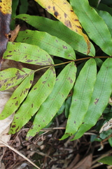 Polypodiopsida