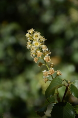 Hollyleaf Cherry (Prunus ilicifolia)
