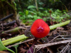 Pearcea hypocyrtiflora