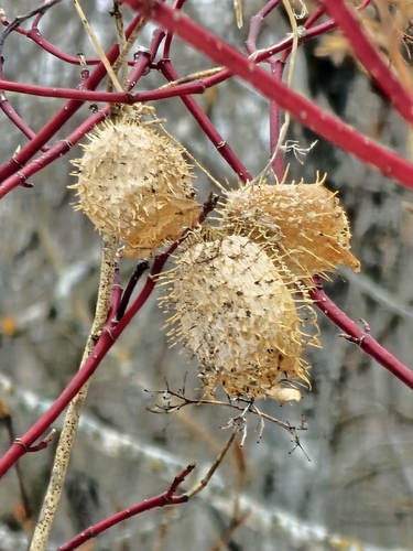 Echinocystis (Echinocystis lobata)