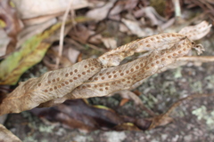 Polypodiopsida