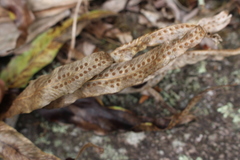 Polypodiopsida