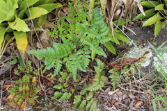 Polypodiopsida