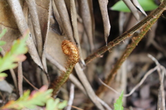 Polypodiopsida