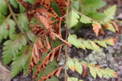 Polypodiopsida