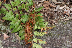 Polypodiopsida