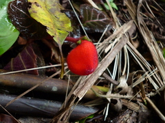 Pearcea hypocyrtiflora