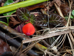 Pearcea hypocyrtiflora