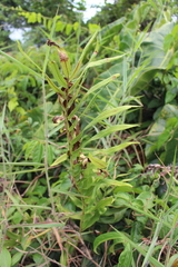 Polypodiopsida