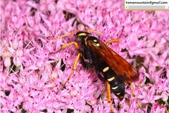 Parabatozonus lacerticida