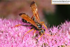 Parabatozonus lacerticida