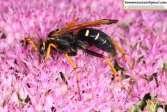 Parabatozonus lacerticida