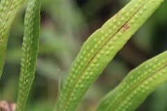 Polypodiopsida