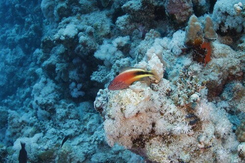 Paracirrhites forsteri