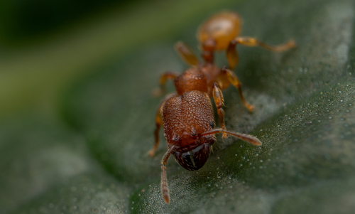 Pheidole bicornisPheidole bicornis