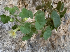 Mabrya acerifolia