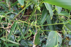 Maranta