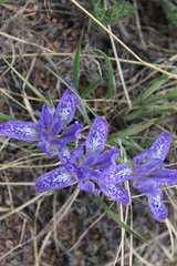 Iris ivanovae