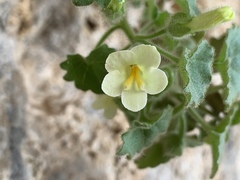 Mabrya acerifolia