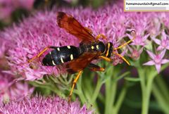 Parabatozonus lacerticida