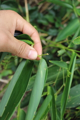 Maranta