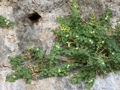 Mabrya acerifolia