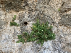 Mabrya acerifolia