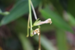 Maranta