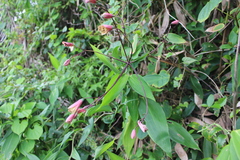 Bomarea edulis