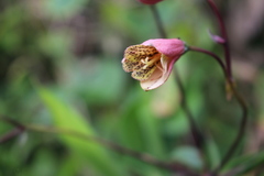 Bomarea edulis