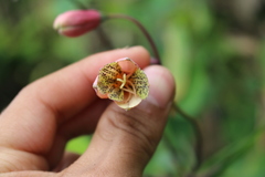 Bomarea edulis