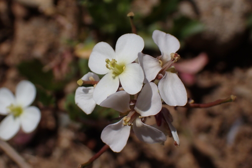 White Wallrocket (Diplotaxis erucoides)