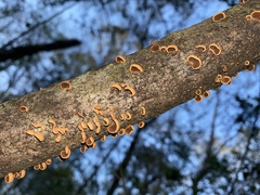 Anthracophyllum