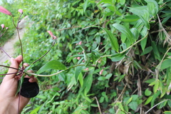 Bomarea edulis