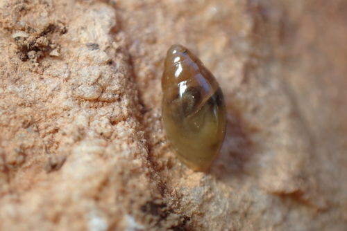 Ferussacia folliculum