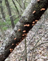 Anthracophyllum