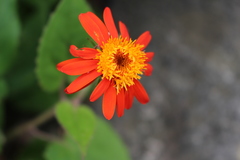 Asteraceae