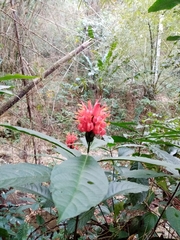 Pachystachys coccinea