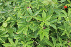 Angiospermae