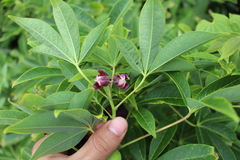 Angiospermae