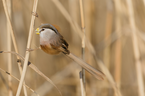 Reed Parrotbill (Paradoxornis heudei), photo 10