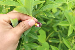 Angiospermae