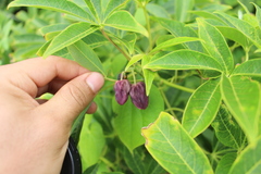 Angiospermae