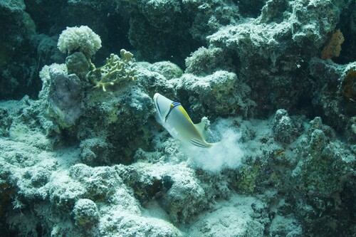 Rhinecanthus assasi