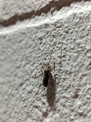 Sparedrus aspersus