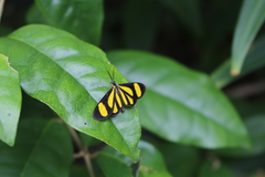 Cyllopoda claudicula